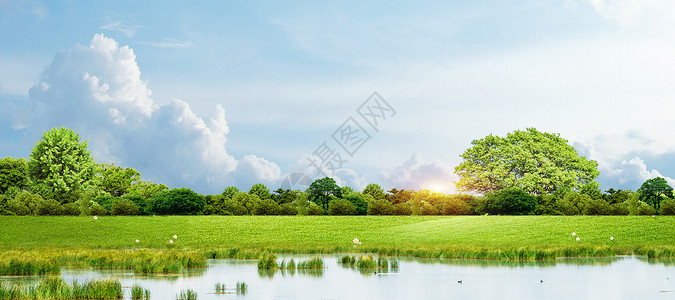 油棕树草地天空背景设计图片