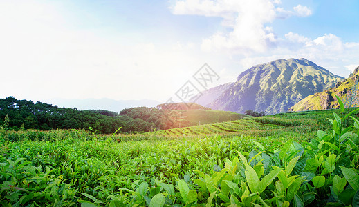 菊花绿茶茶文化背景设计图片