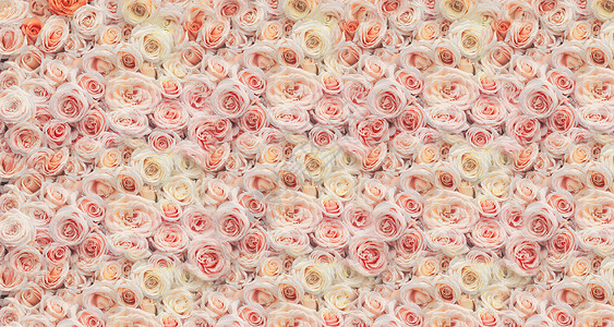 三颜色玫瑰花墙背景设计图片