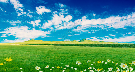 蓝天野花风景草地天空背景设计图片