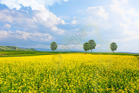 绿色小雏菊草地天空背景设计图片