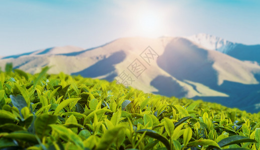 茶樹茶文化背景设计图片