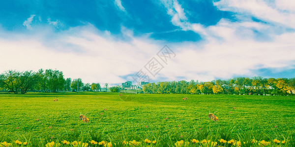 山羊吃草草地天空背景设计图片