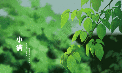 二十四节气小满绿色夏天主题GIF图片