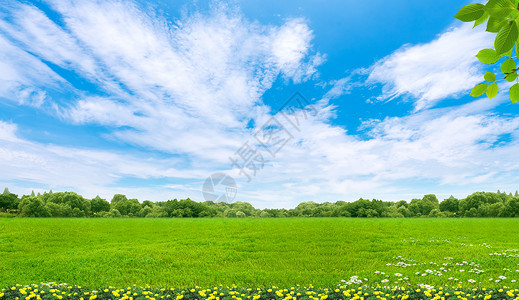草坪雏菊草地天空背景设计图片