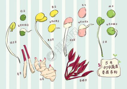 黄豆炖排骨5月时令芽菜类蔬菜插画