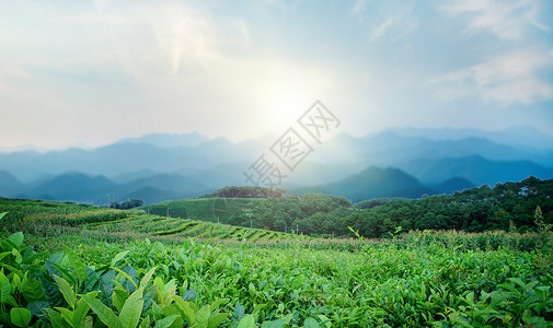 绿茶干茶文化背景设计图片