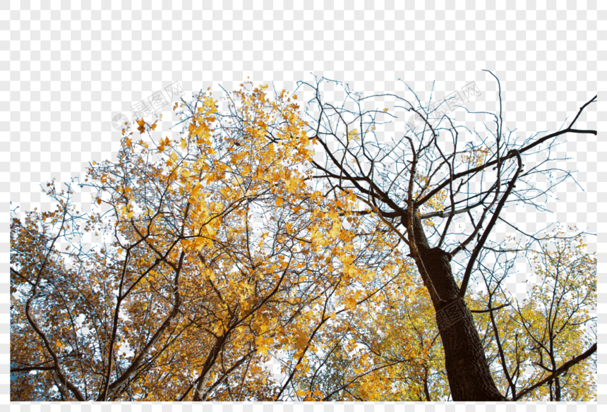 秋叶黄图片