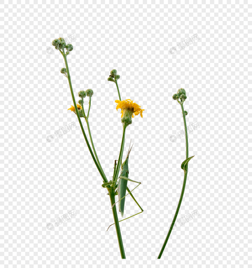 花朵上的蝗虫图片