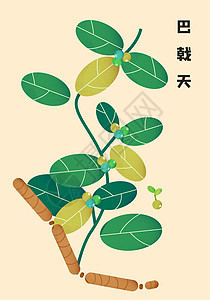 植物插画灵感图中草药扁平插画巴戟天插画