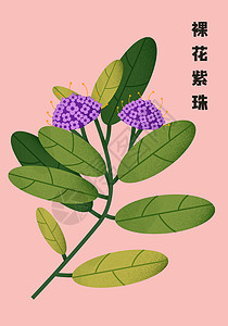 港澳珠大桥海报中草药扁平插画裸花紫珠插画