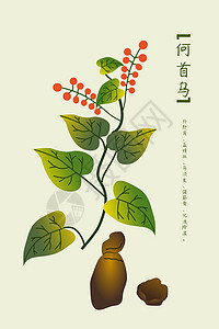 草药粉中草药何首乌插画