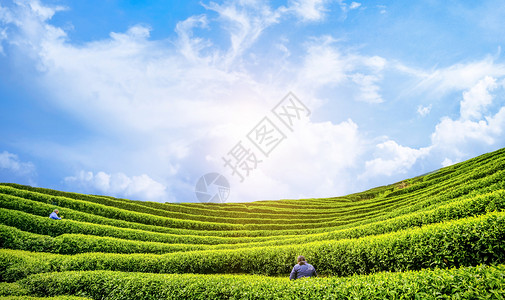 绿色茶树茶文化背景设计图片