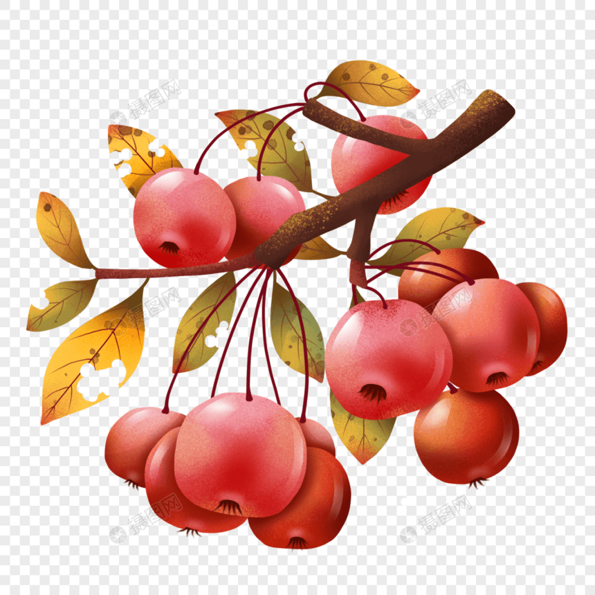 秋天果树上的红色果子图片