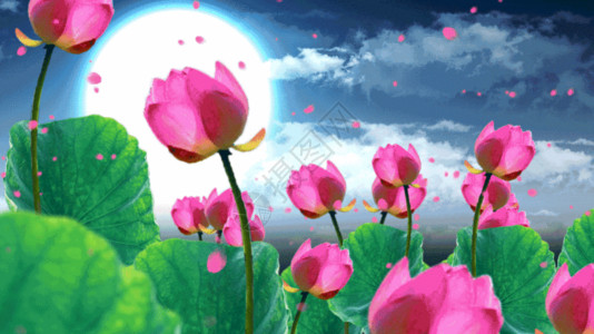 粉色莲花大暑荷塘月色背景素材GIF高清图片