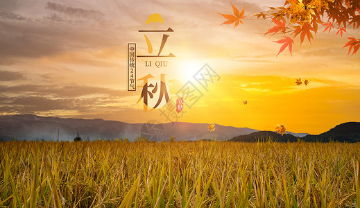 夕阳下的稻田立秋设计图片