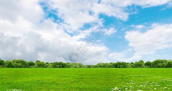 白花树草地天空背景设计图片