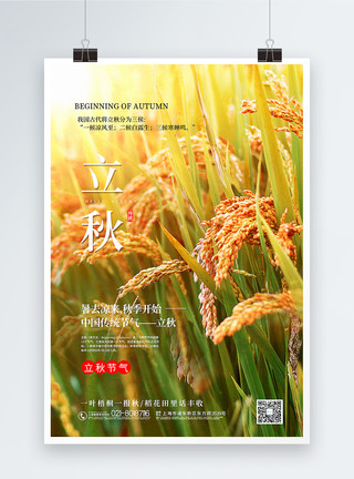 秋天的水稻写实风立秋节气海报模板