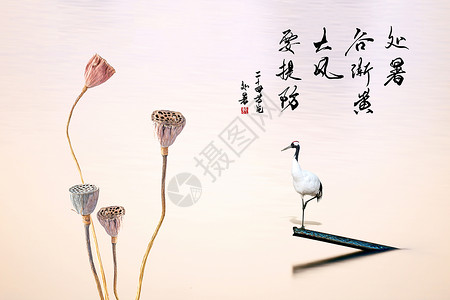 莲花和莲蓬处暑意境背景设计图片