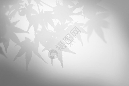 灰色背影枫叶光影效果设计图片