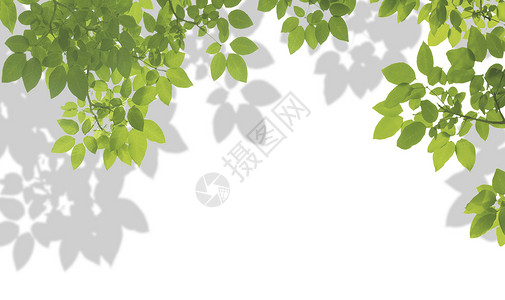 黑白树叶自然光影背景设计图片