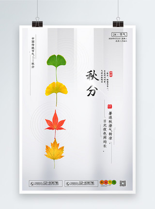 秋季银杏叶白色极简风秋分节气海报模板