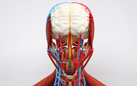 头部模型素材医疗人体器官大脑设计图片