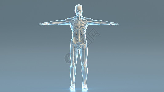 结构骨骼3D人体结构模型设计图片