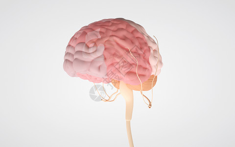 脑部开发人体大脑组织设计图片