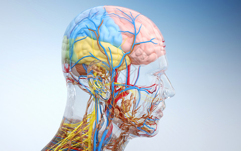 器官结构人体脑部结构设计图片