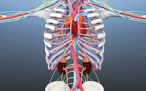 人体心脏肾脏血循环高清图片