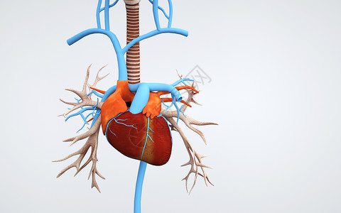 人体心脏器官结构图片
