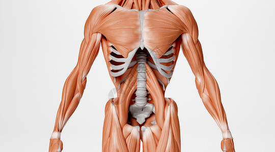 骨盆肌肉人体骨骼肌肉场景设计图片