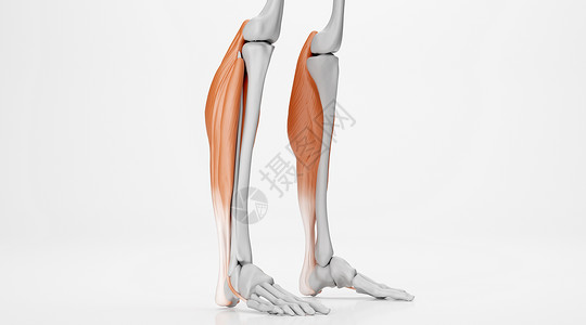 人体四肢骨骼跟腱场景设计图片
