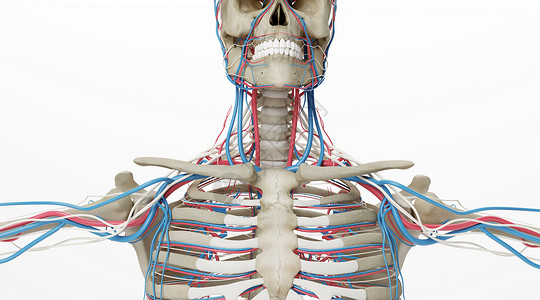 人体骨骼动静脉场景设计图片