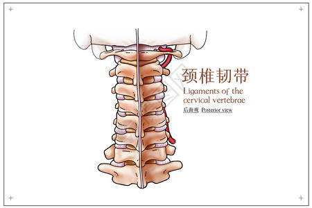 关节骨骼颈椎韧带后面观医疗插画插画