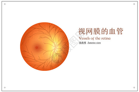 右视网膜视网膜的血管前面观医疗插画插画