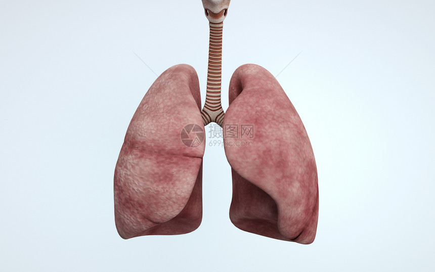 人体器官肺部图片