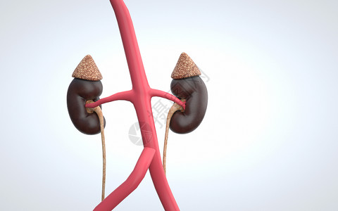 内分泌腺人体肾脏设计图片