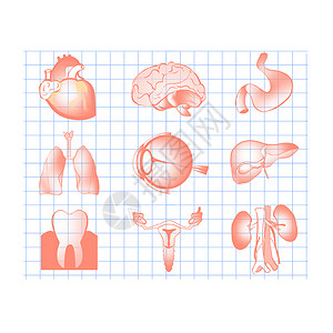 肝脏肾脏人体器官内脏合集手绘插画插画