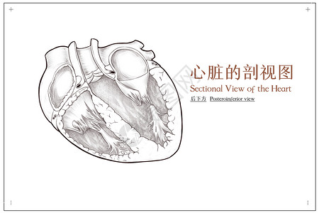 切面心脏剖视图后下方医疗插画插画