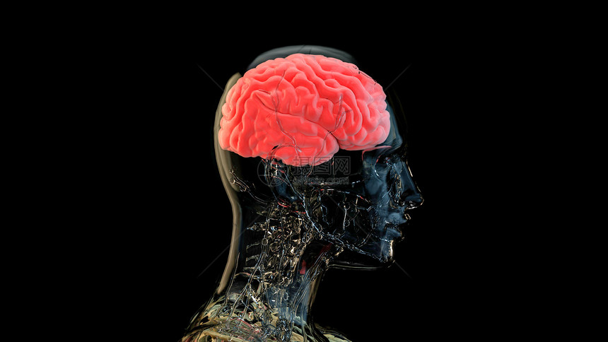 3D大脑图片