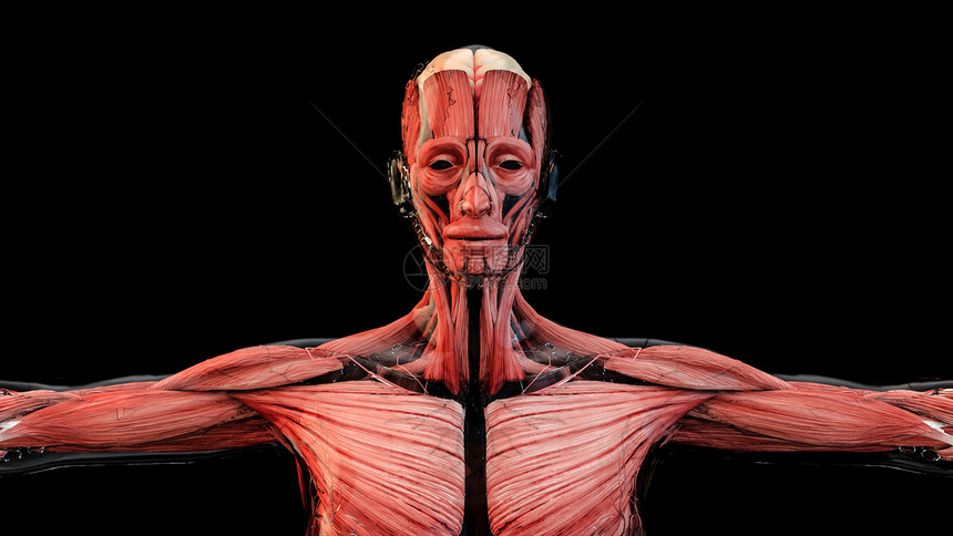 3D人体结构图片
