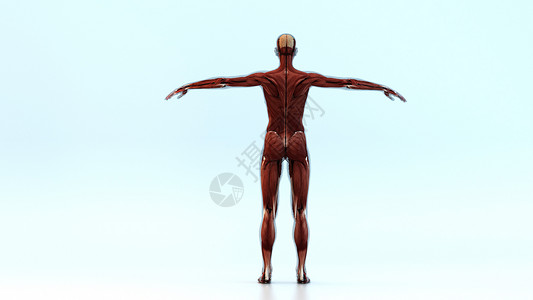 3D人体结构背景图片