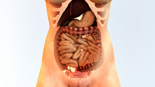 一堆坚果3D消化系统设计图片