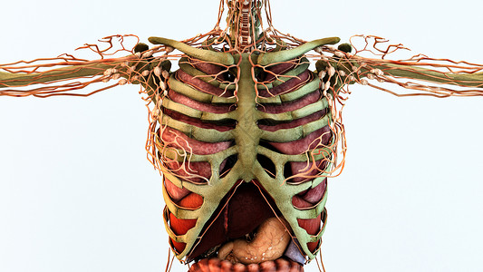 淋巴管局部人体淋巴设计图片