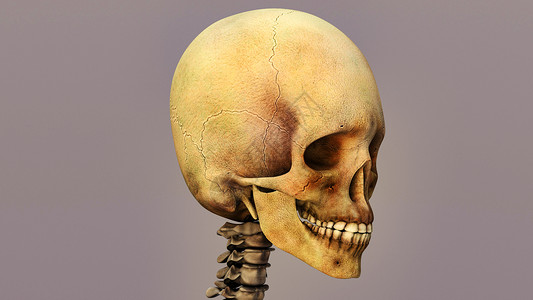 3D人体头骨图片