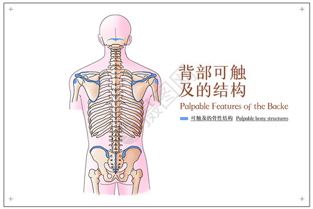 背部可触及的结构医疗插画高清图片
