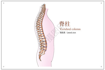 养生后背脊柱侧面观医疗插画插画