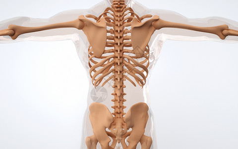 人体解剖模型人体背部骨骼结构设计图片